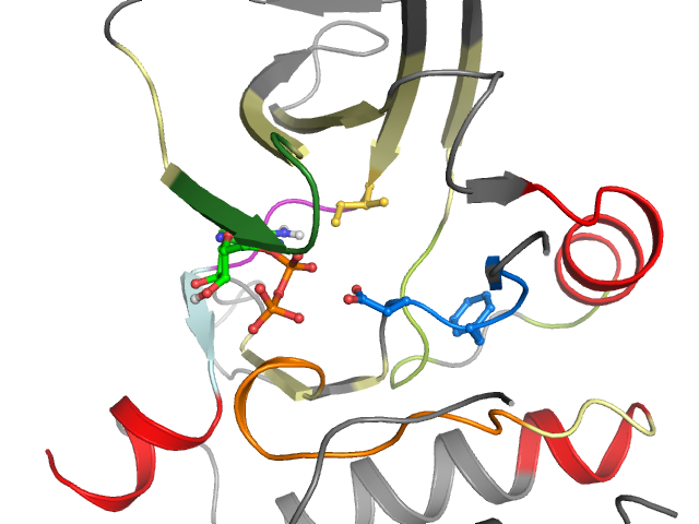 The orthosteric binding pocket