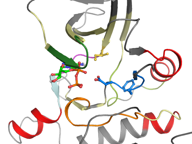 The orthosteric binding pocket