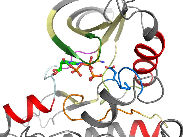 The orthosteric binding pocket