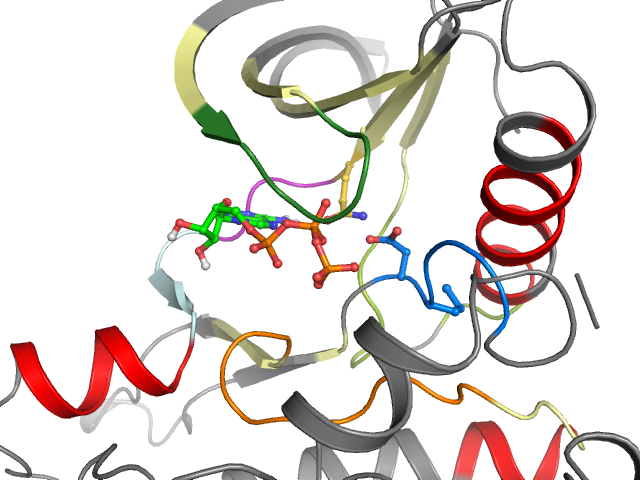 The orthosteric binding pocket