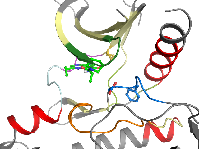 The orthosteric binding pocket