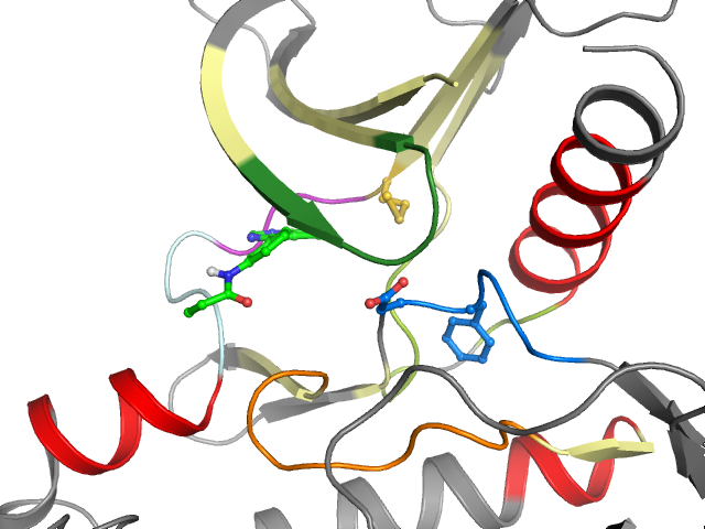 The orthosteric binding pocket