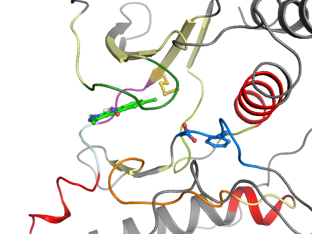 The orthosteric binding pocket