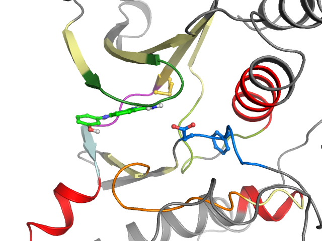 The orthosteric binding pocket