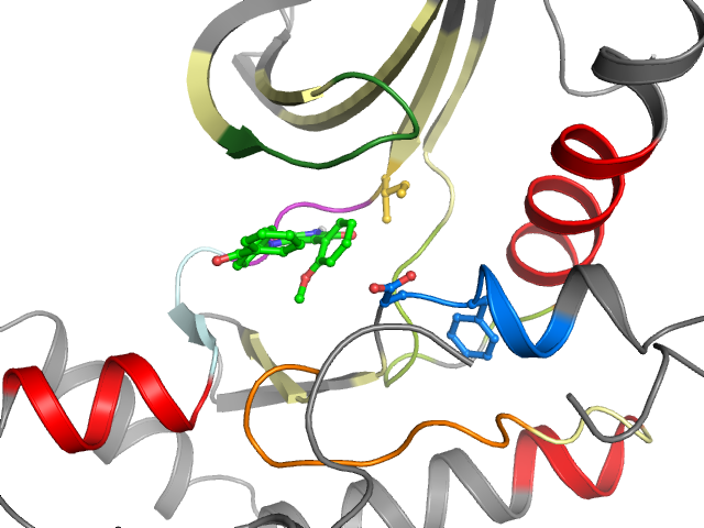 The orthosteric binding pocket