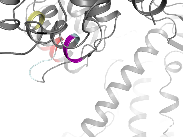 The orthosteric binding pocket