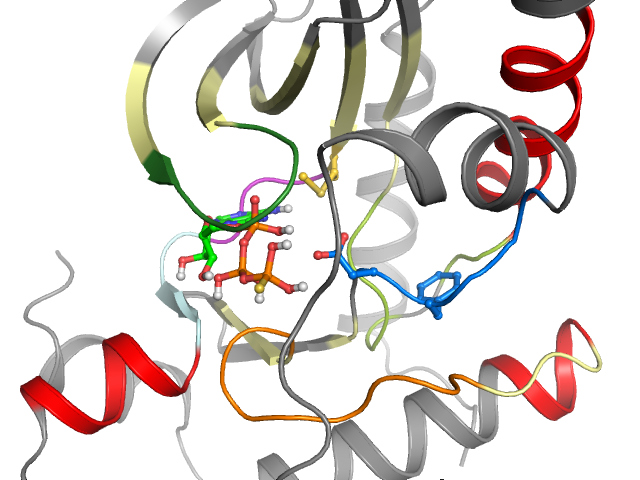 The orthosteric binding pocket