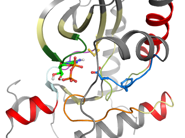 The orthosteric binding pocket