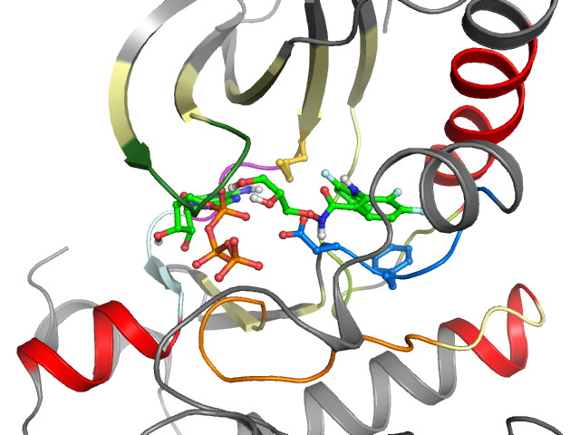 The orthosteric binding pocket
