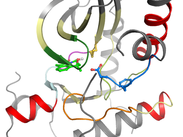 The orthosteric binding pocket