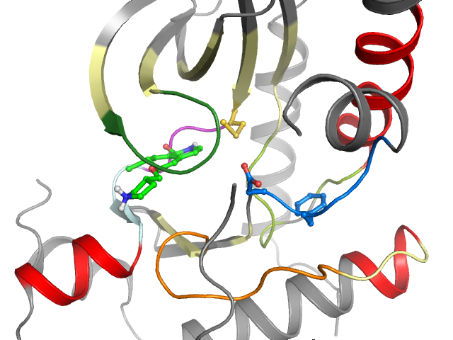 The orthosteric binding pocket