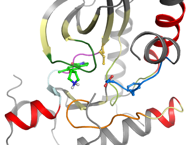 The orthosteric binding pocket