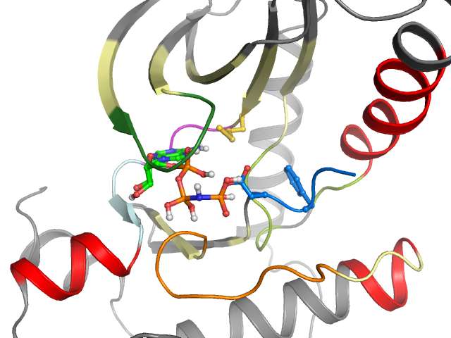 The orthosteric binding pocket