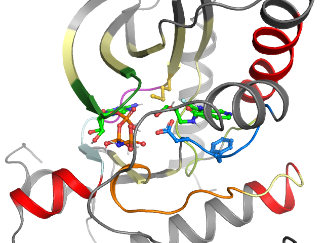 The orthosteric binding pocket