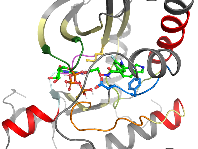 The orthosteric binding pocket