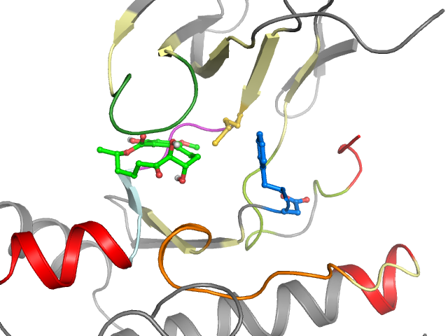 The orthosteric binding pocket