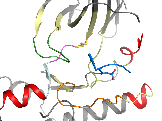 The orthosteric binding pocket