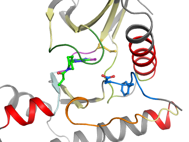 The orthosteric binding pocket