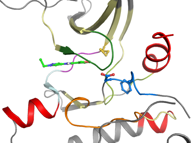 The orthosteric binding pocket