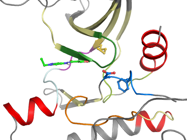 The orthosteric binding pocket