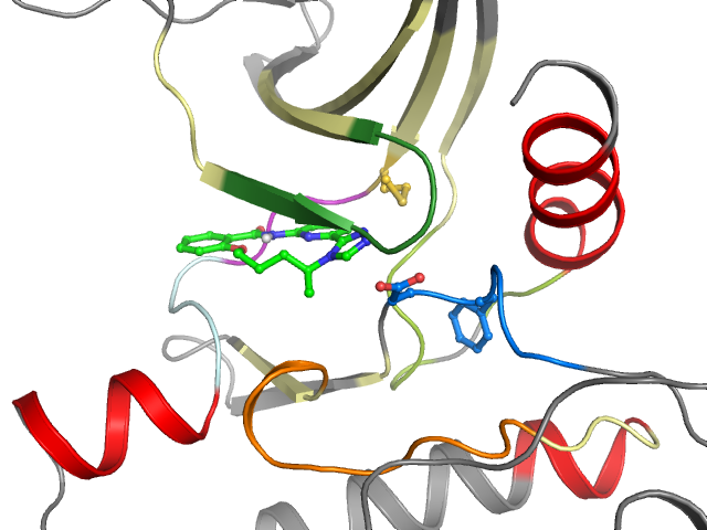 The orthosteric binding pocket