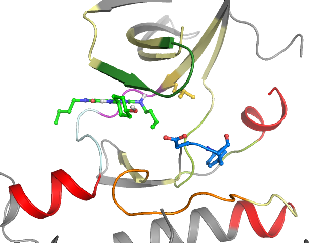 The orthosteric binding pocket