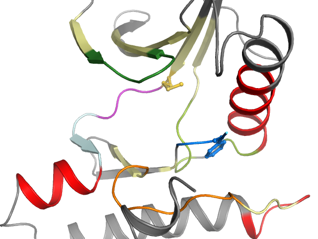 The orthosteric binding pocket