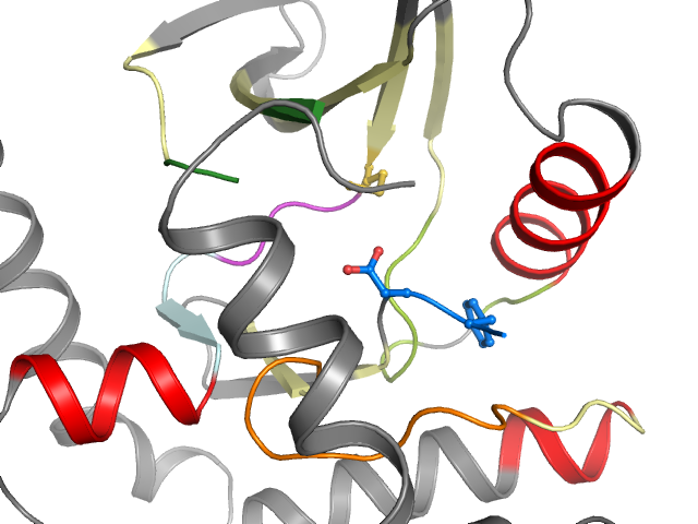 The orthosteric binding pocket