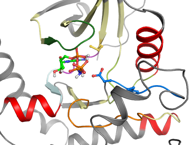 The orthosteric binding pocket