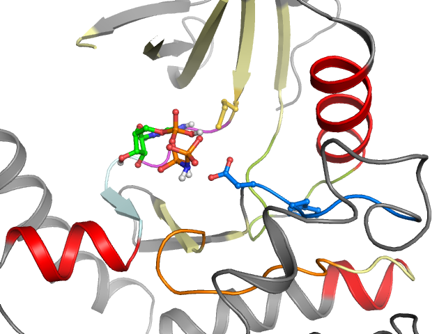 The orthosteric binding pocket