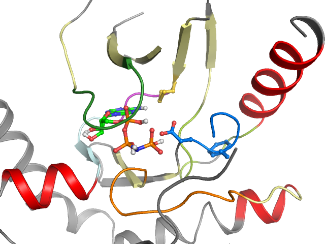 The orthosteric binding pocket