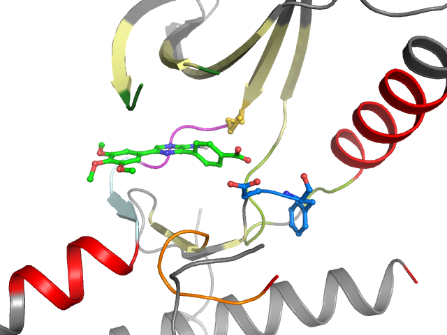 The orthosteric binding pocket