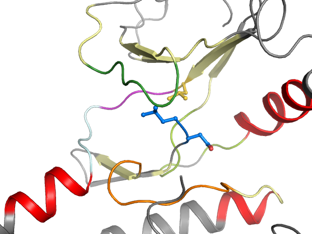 The orthosteric binding pocket