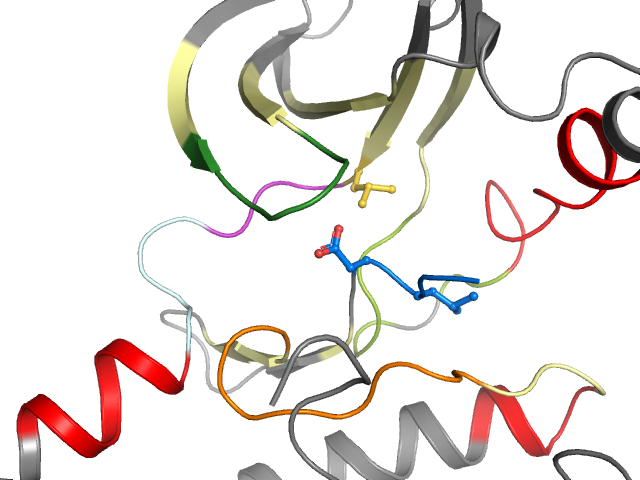 The orthosteric binding pocket