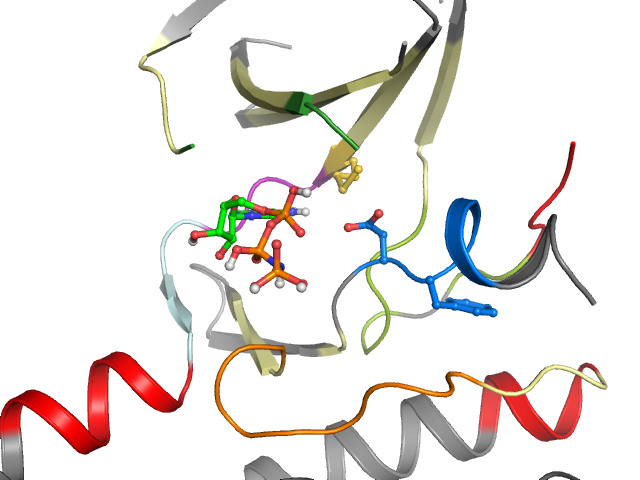 The orthosteric binding pocket