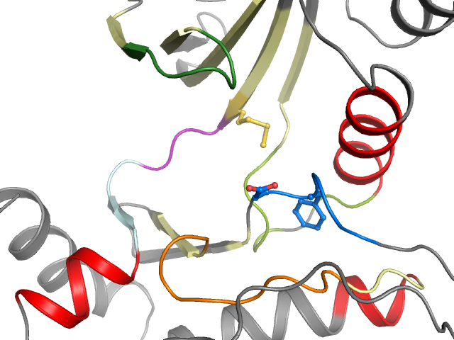 The orthosteric binding pocket
