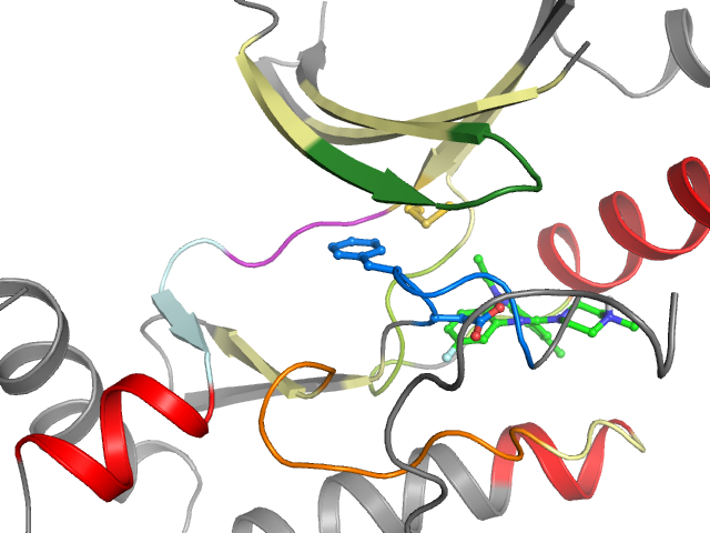 The orthosteric binding pocket
