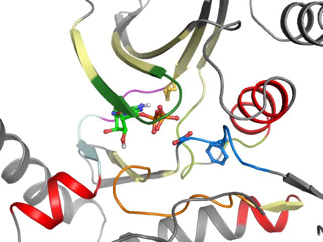 The orthosteric binding pocket