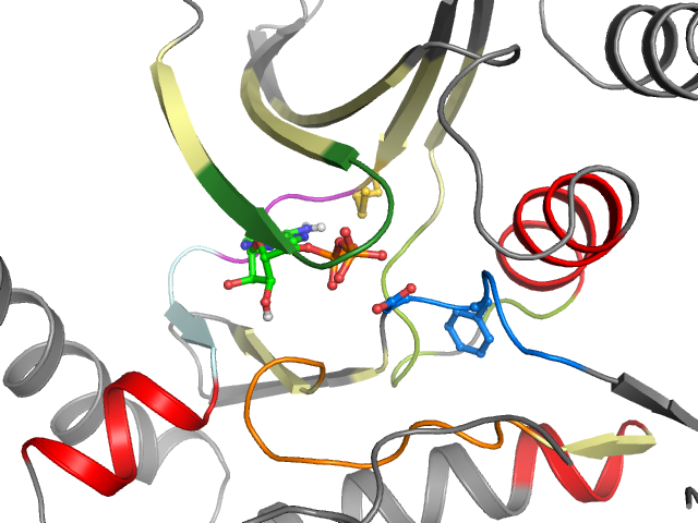 The orthosteric binding pocket