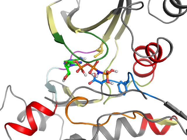 The orthosteric binding pocket