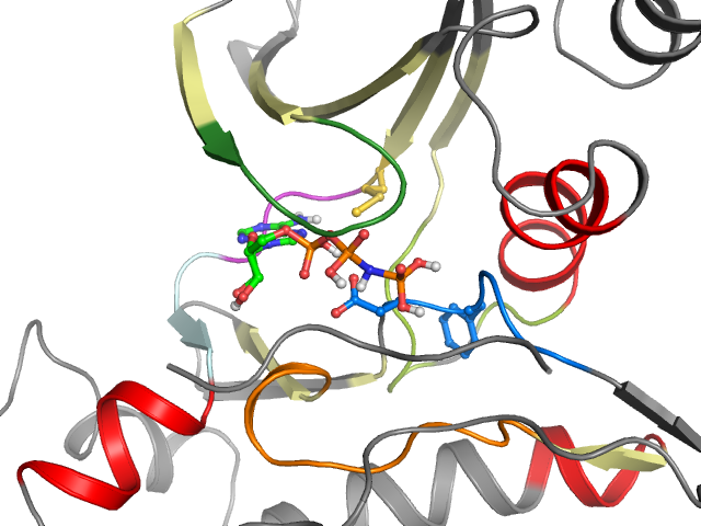 The orthosteric binding pocket