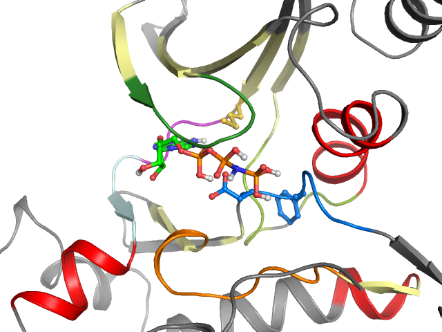 The orthosteric binding pocket