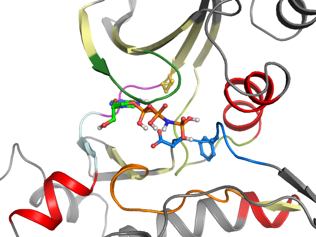 The orthosteric binding pocket