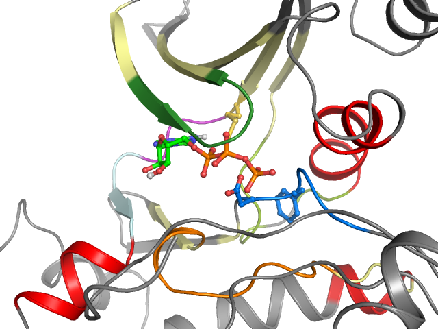 The orthosteric binding pocket