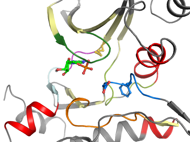 The orthosteric binding pocket