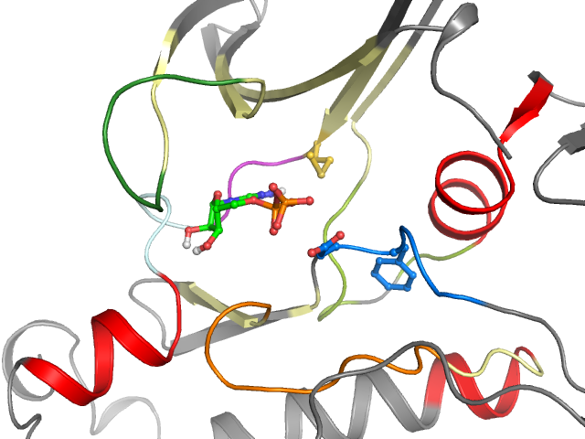 The orthosteric binding pocket