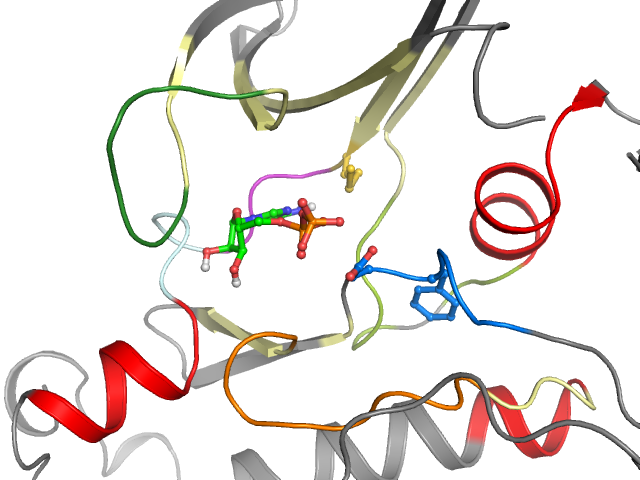 The orthosteric binding pocket