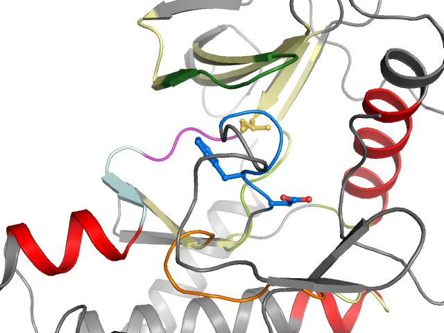 The orthosteric binding pocket