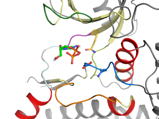 The orthosteric binding pocket