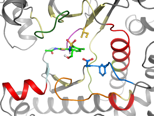The orthosteric binding pocket